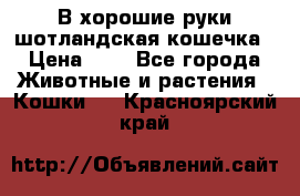 В хорошие руки шотландская кошечка › Цена ­ 7 - Все города Животные и растения » Кошки   . Красноярский край